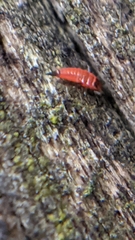 Hoplandrothrips