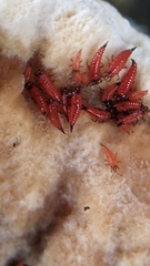 Hoplandrothrips