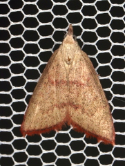 Callionyma sarcodes