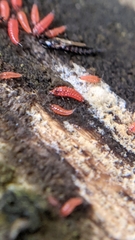 Hoplandrothrips