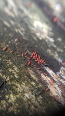 Hoplandrothrips