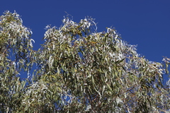 Corymbia collina
