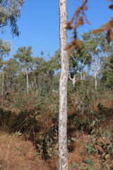 Corymbia collina