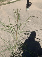 Parkinsonia aculeata