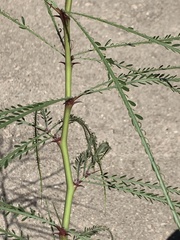 Parkinsonia aculeata