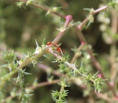 Ammophila wrightii