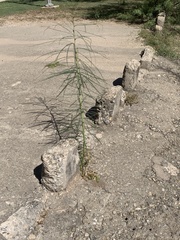Parkinsonia aculeata