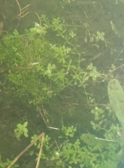 Callitriche petriei