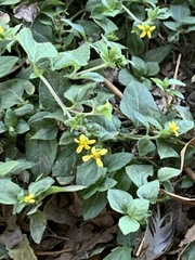 Calyptocarpus vialis