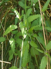Urtica perconfusa