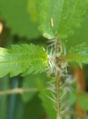 Urtica perconfusa