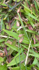 Bouteloua dactyloides