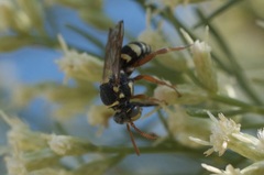 Nomada texana