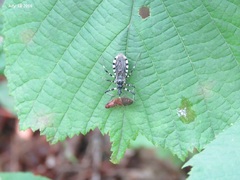 Sphedanolestes impressicollis