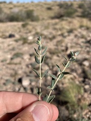 Euphorbia acuta