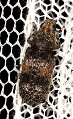 Dendropemon subfasciatus