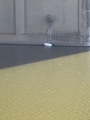 Anas platyrhynchos domesticus