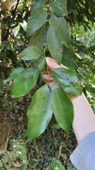 Cinnamomum osmophloeum