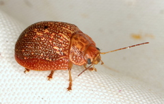 Paropsis intermedia