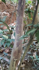 Cinnamomum osmophloeum