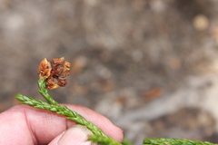 Athrotaxis × laxifolia