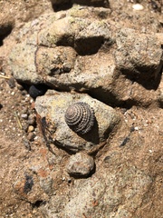 Diloma bicanaliculatum