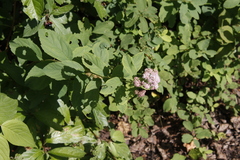 Spiraea × pyramidata