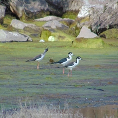 Himantopus mexicanus
