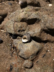 Diloma bicanaliculatum