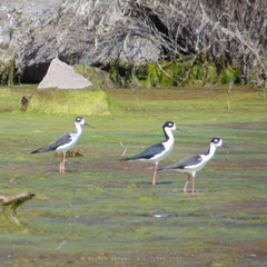 Himantopus mexicanus