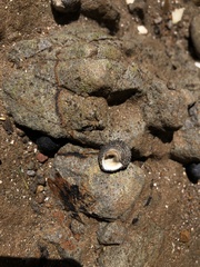 Diloma bicanaliculatum