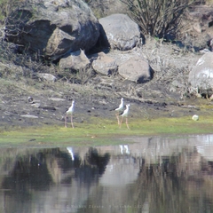 Himantopus mexicanus