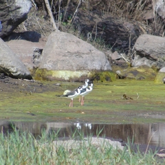 Himantopus mexicanus