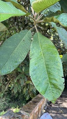 Saurauia tristyla