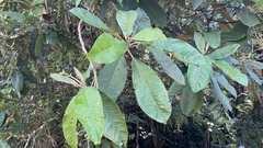 Saurauia tristyla