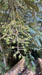 Saurauia tristyla