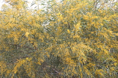 Acacia retinodes
