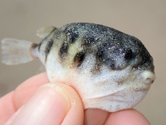 Contusus brevicaudus