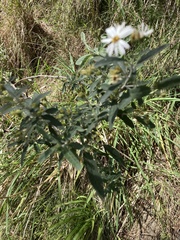 Olearia phlogopappa