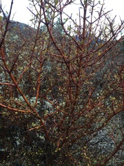 Coprosma propinqua