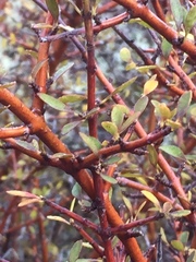 Coprosma propinqua
