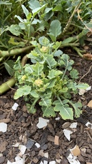 Brassica oleracea