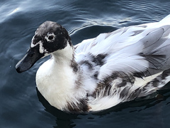 Anas platyrhynchos domesticus