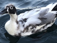 Anas platyrhynchos domesticus