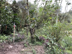 Sphaenognathus alticollis