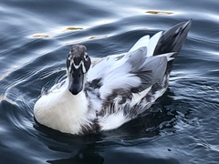 Anas platyrhynchos domesticus