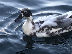 Anas platyrhynchos domesticus