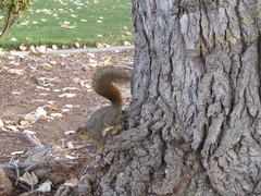 Sciurus niger