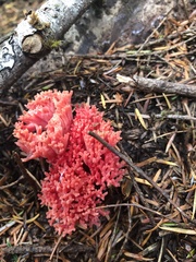 Ramaria araiospora