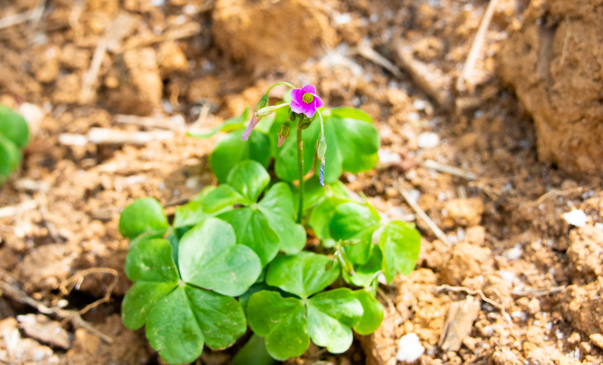 Oxalis debilis